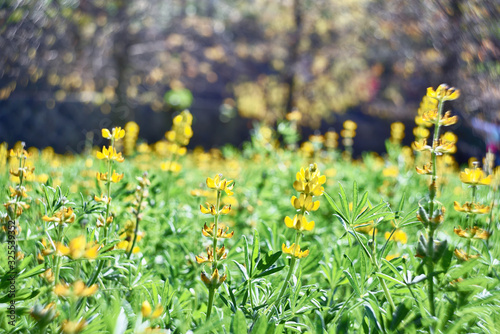 Lupin  flowers blooming in the meadow  