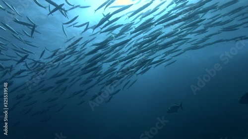 Large school of Barracudas slowly swims on the blue water.   photo