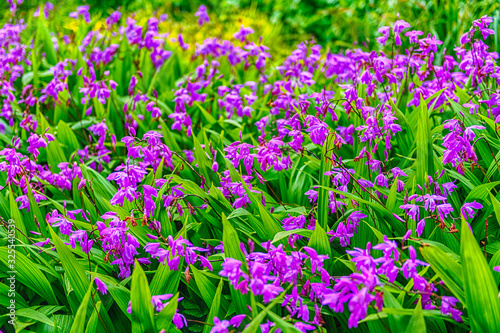 Closeup of purple flowers in a green garden © marcorubino