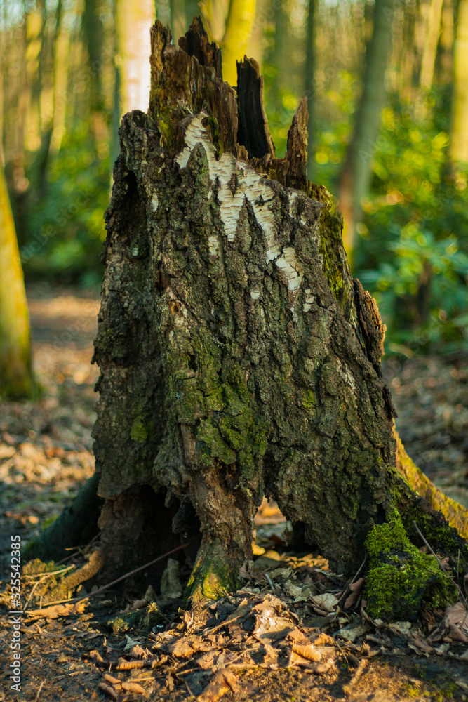 Obraz premium Tree Stump