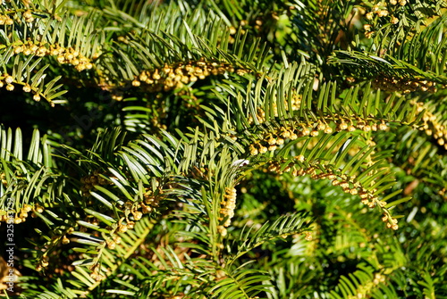 Fényképezés Prostrate Japanese Plum Yew perennial plant for ground cover