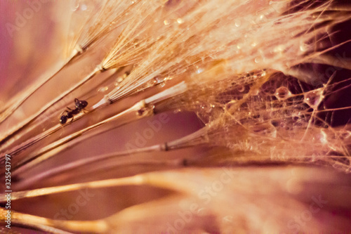 Macro photo of an ant and dandelion with drops of water