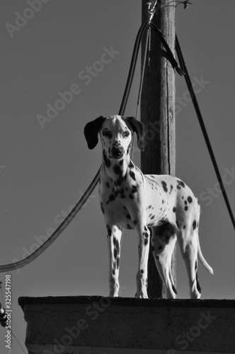 Dalmata en azotea 
