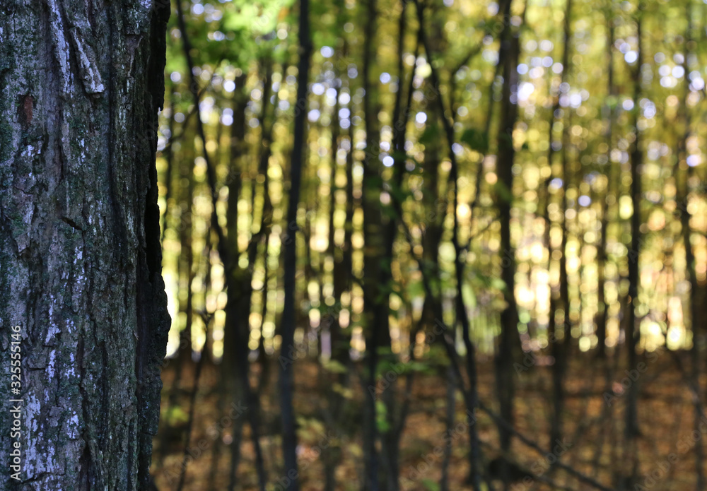 The forest lit by the bright sun beside a tree trunk. The forest lit by the bright sun beside a tree trunk.