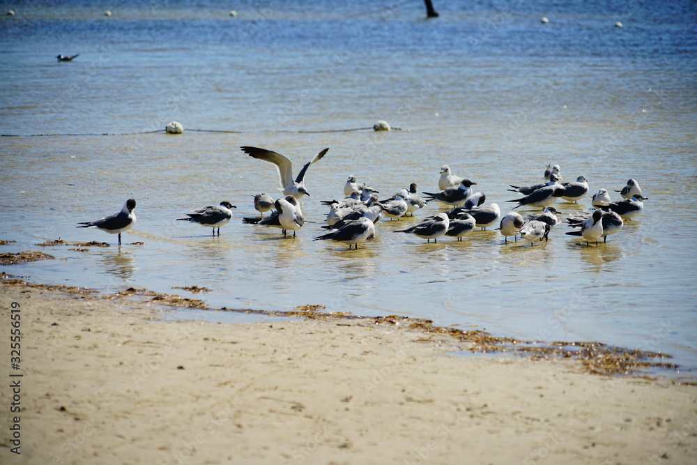 Naklejka premium Florida palm harbor beach seagull