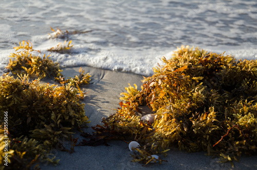 Sargassum seaweed on beach at Singer Island, Florida