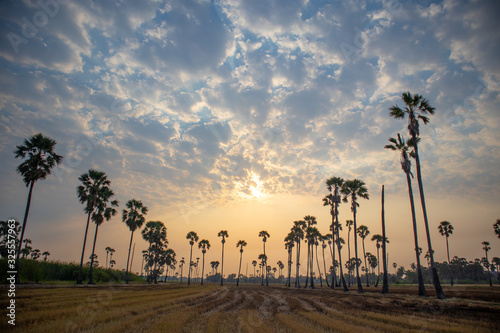 The rising sun in the morning on rice fields and palm trees