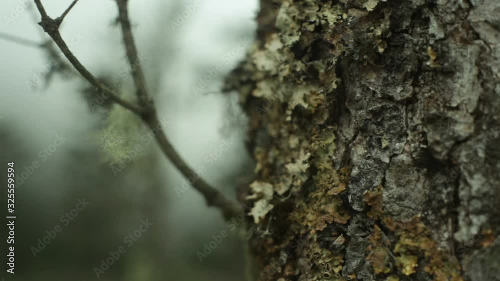Tree bark in creepy windy forest, close up, shallow DOF Tree bark in creepy windy forest, close up, shallow DOF