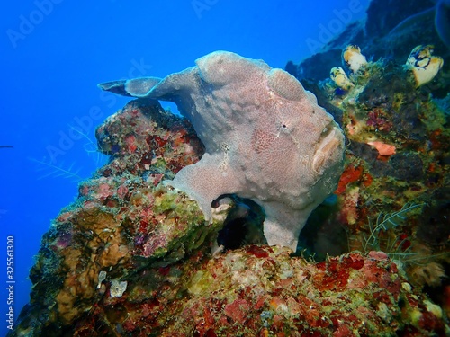 Closeup and macro shot of Commerson's frogfish or the giant frogfish, Antennarius commerson during a leisure dive in Mabul Island, Semporna. Tawau, Sabah. Malaysia, Borneo. The Land Below The Wind.    photo