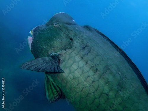 Closeup with wide angle shot of the Green Humphead parrotfish or the Bolbometopon muricatum during a leisure dive in Sipadan Island, Barracuda Point. Semporna, Tawau. Sabah, Malaysia. Borneo. photo
