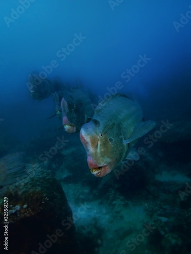 Closeup with wide angle shot of the Green Humphead parrotfish or the Bolbometopon muricatum during a leisure dive in Sipadan Island  Barracuda Point. Semporna  Tawau. Sabah  Malaysia. Borneo.