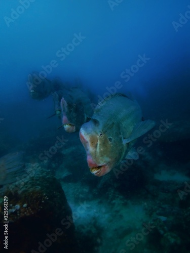 Closeup with wide angle shot of the Green Humphead parrotfish or the Bolbometopon muricatum during a leisure dive in Sipadan Island, Barracuda Point. Semporna, Tawau. Sabah, Malaysia. Borneo. photo