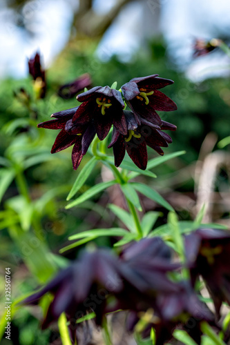 Flowers of Fritillaria camtschatcensis in full blooming photo