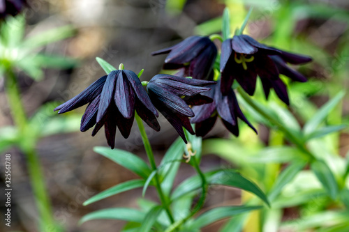 Flowers of Fritillaria camtschatcensis in full blooming photo