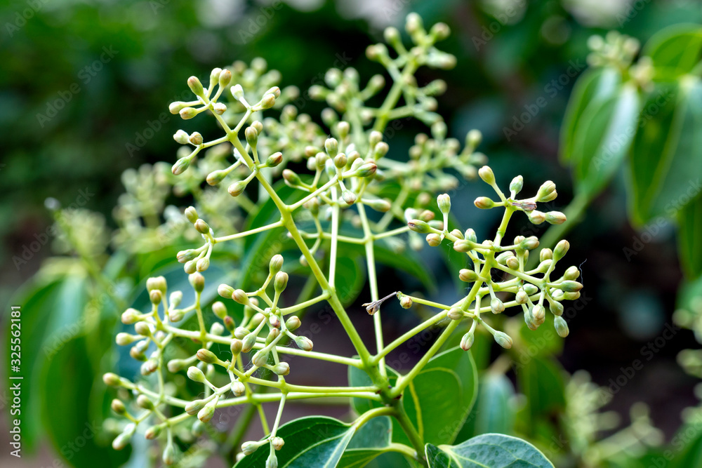 Flowers and foliage of true cinnamon tree (Cinnamomum verum)