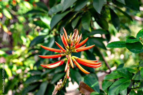 Flowers of Erythrina speciosa in full blooming