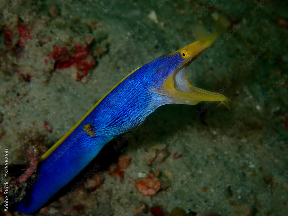 Closeup with and macro shot of yellow ribbon eel during leisure dive in Sepanggar, Kota Kinabalu. Sabah, Malaysia. Borneo. The Land Below The Wind.     