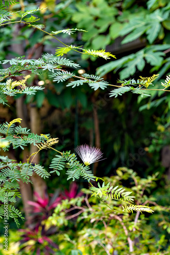 Flower of Calliandra surinamensis in full blooming photo