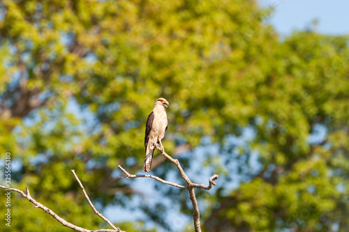 Yellow-headed Caracara Milvago chimachima photo