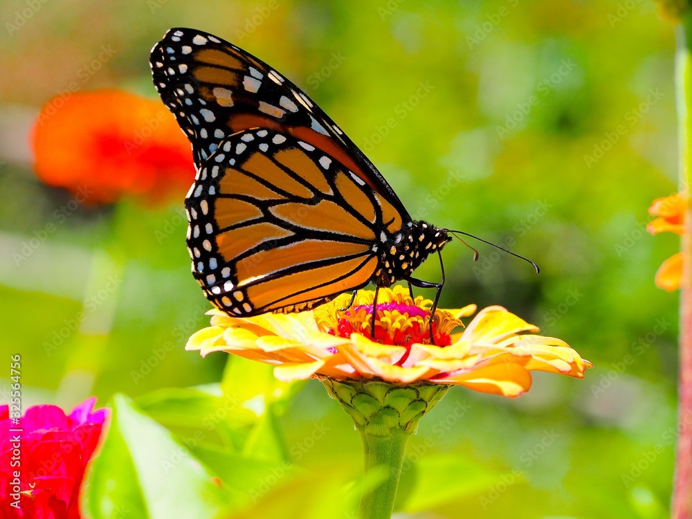 Fototapeta premium Macro of butterfly on flower