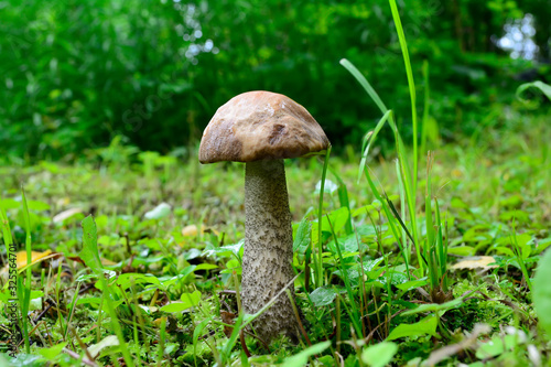 Lonely boletus growing in the grass