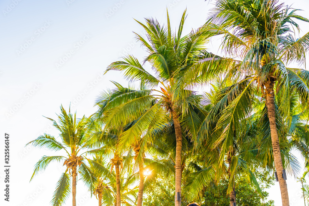 Beautiful tropical palm tree around beach sea ocean at sunset or sunrise Beautiful tropical palm tree around beach sea ocean at sunset or sunrise