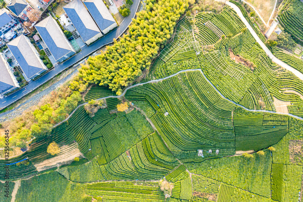 Fototapeta premium Aerial view shot of green tea plantation