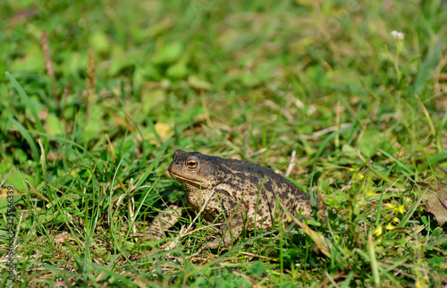 Mother Common toad and her baby, bufo bufo