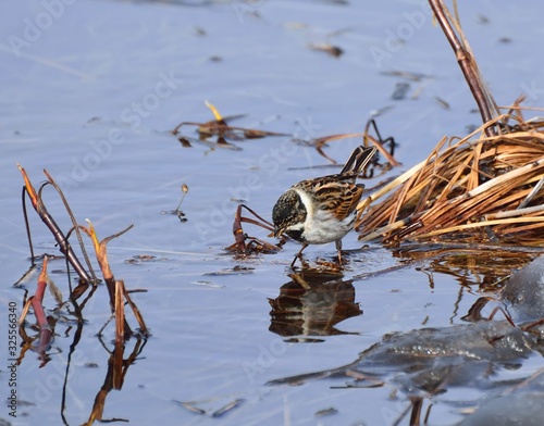 Wagtails are a genus of songbirds of the wagtail family.Motacilla alba photo