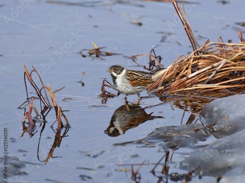 Wagtails are a genus of songbirds of the wagtail family.Motacilla alba photo