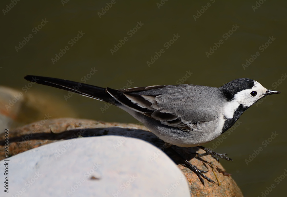 Fototapeta premium Wagtails are a genus of songbirds of the wagtail family.Motacilla alba