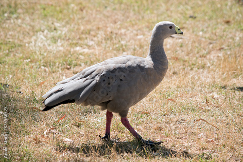 this is a side view of a Cape Barren Goose