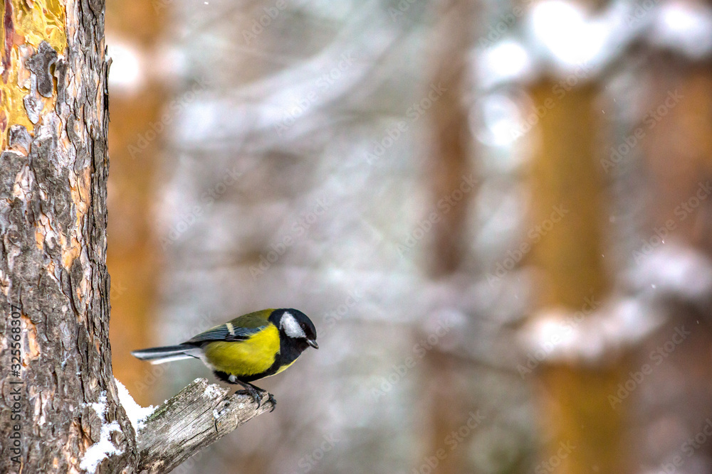 Fototapeta premium great tit on branch