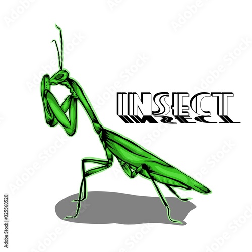 Simple design of illustration Praying mantis Green 