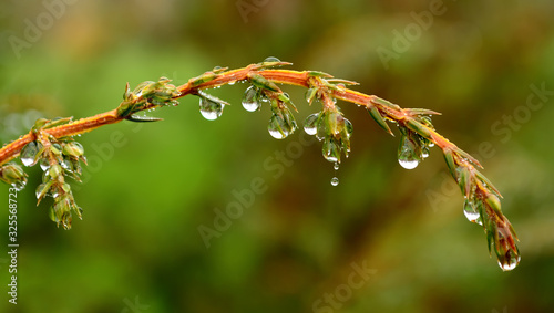 Rain droplets on tree branches