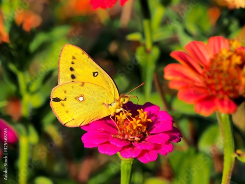 butterfly on a flower © Jeffery R Stone