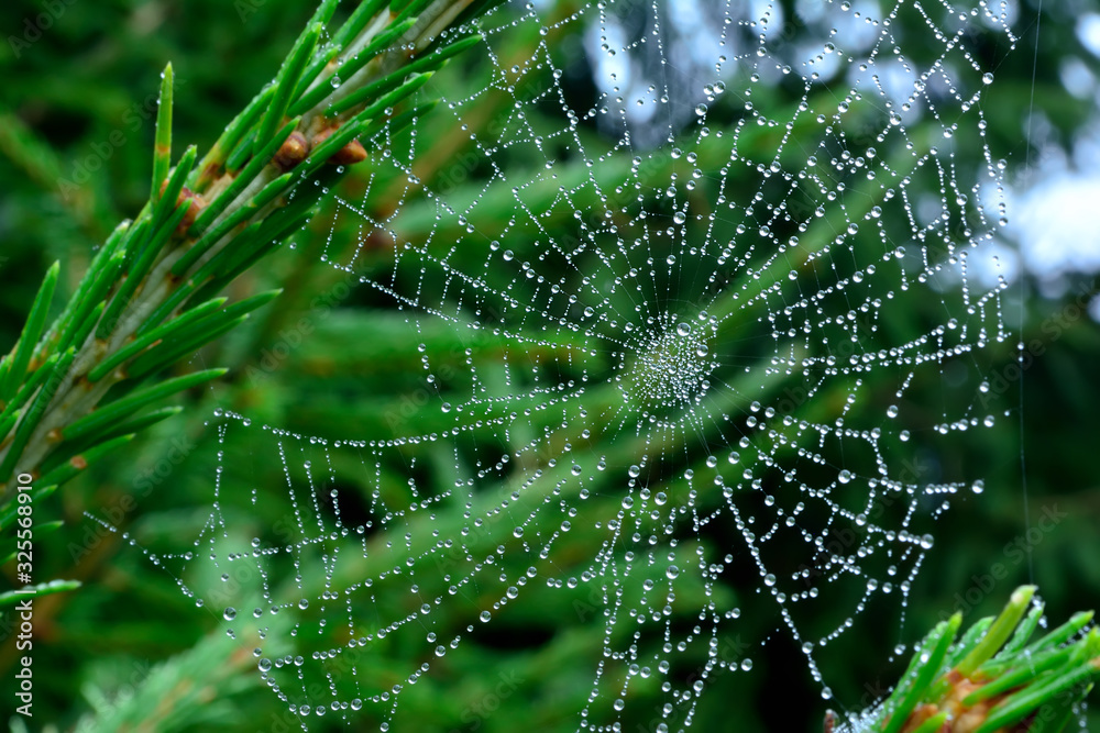 Closeup lighted cobweb with dew drops after autumn morning fog