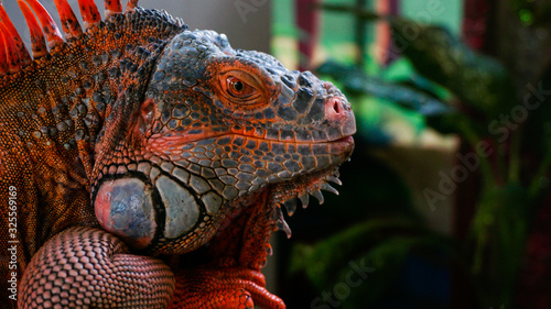 Close-up portrait of a resting orange colored iguana 