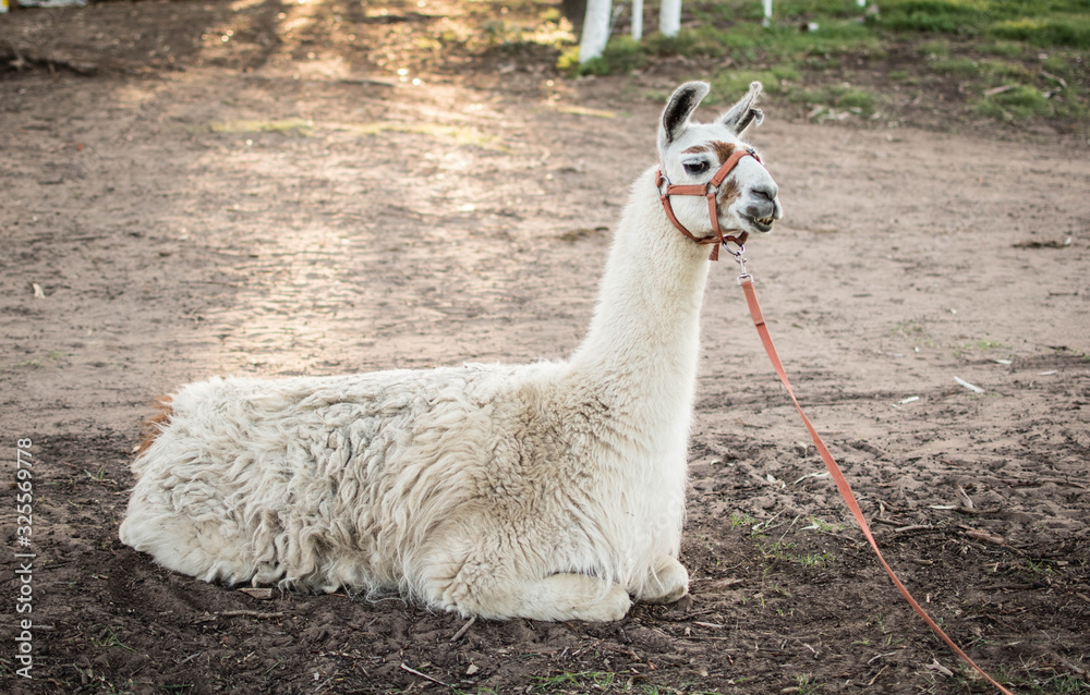 Obraz premium White llama on a farm