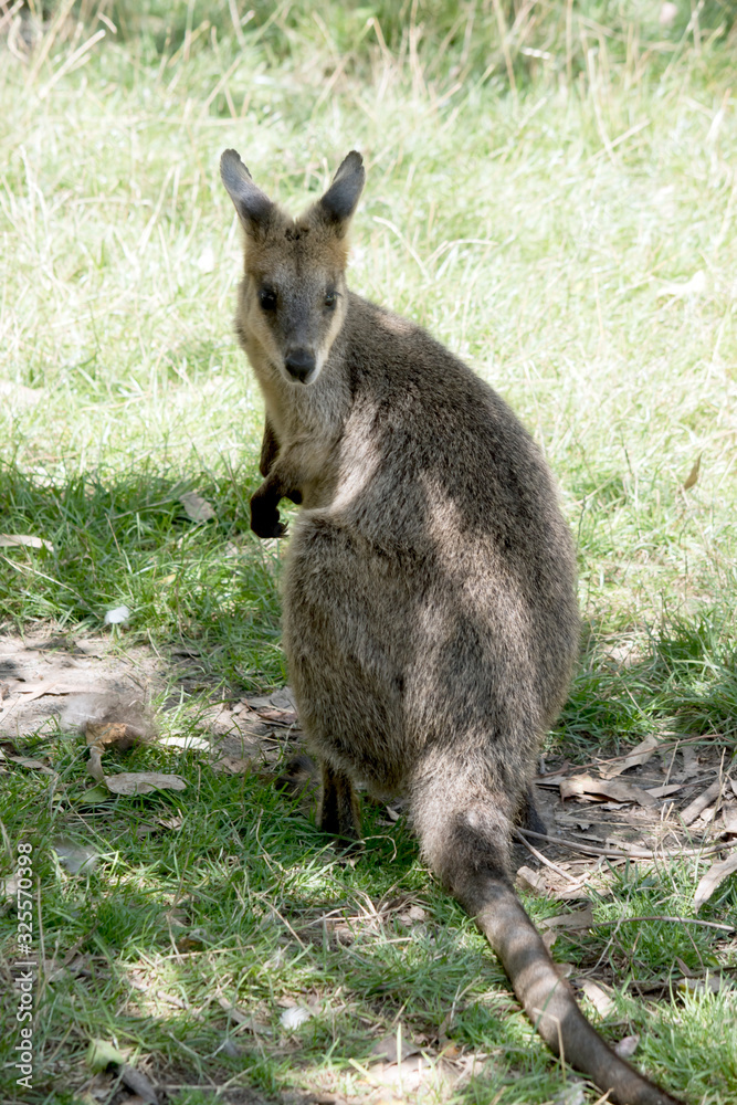 the swamp wallaby is standing on its hind legs the swamp wallaby is standing on its hind legs
