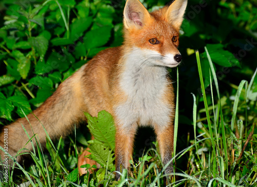Portrait of a red fox on a green background.