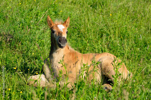 Fototapeta Naklejka Na Ścianę i Meble -  A young horse lies on the grass