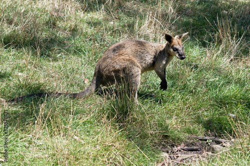 the swamp wallaby is in a grassy field photo