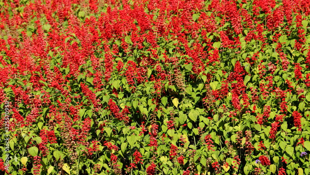 Red flower garden with the light of the sun in the evening