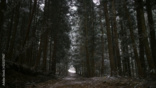 雪に覆われた森の道