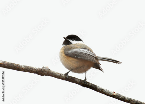 close up on black capped chickadee bird isolated on white background