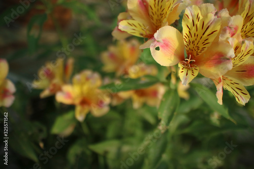 オレンジ色の花