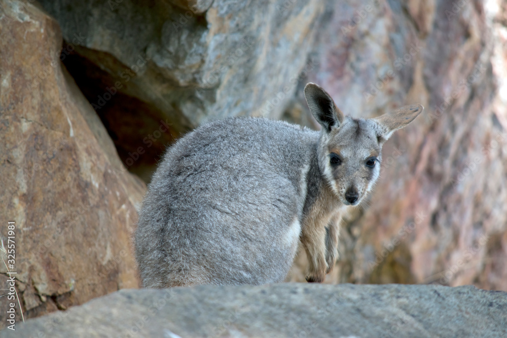 Naklejka premium the young Yellow footed rock wallaby is high on a ledge
