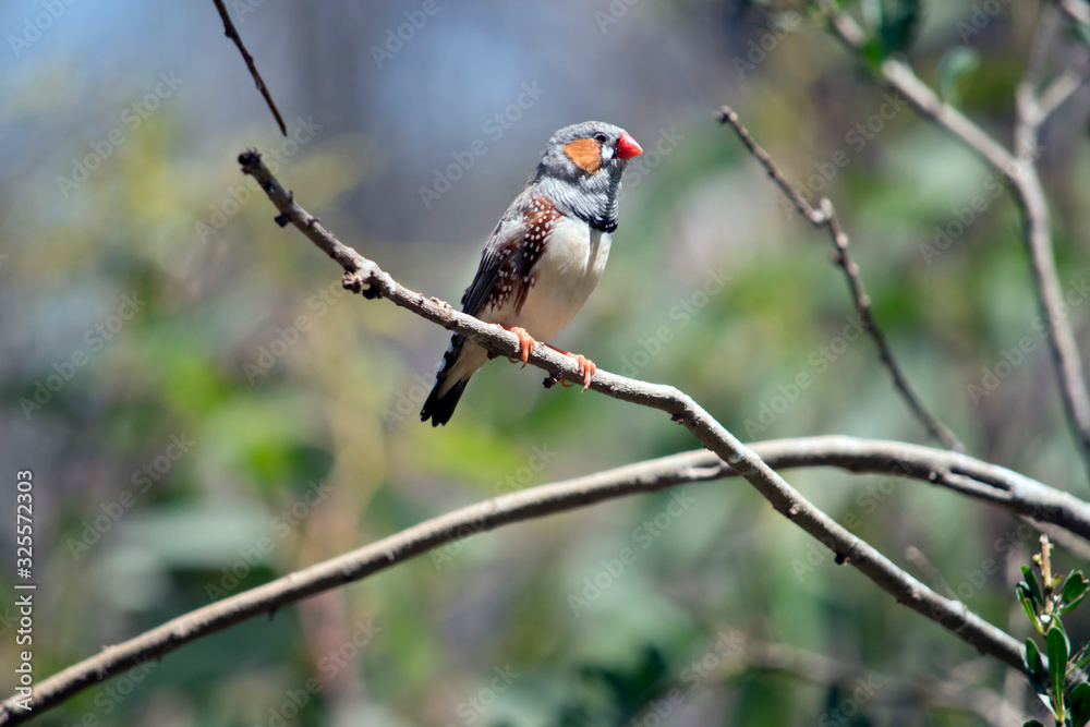 this is a side view of a zebra finch this is a side view of a zebra finch