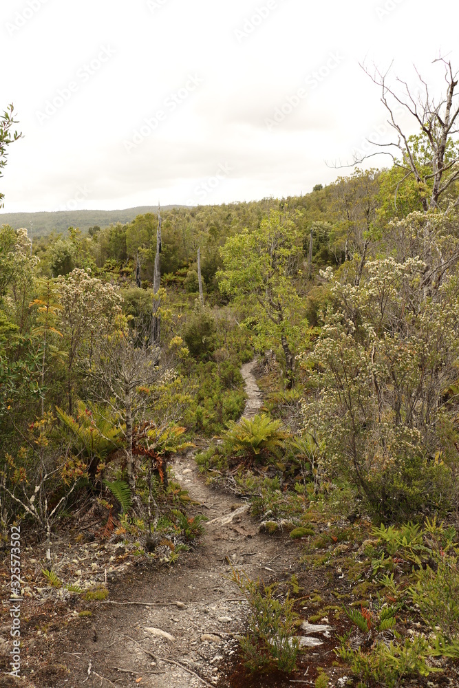 Fototapeta premium camino tantauco